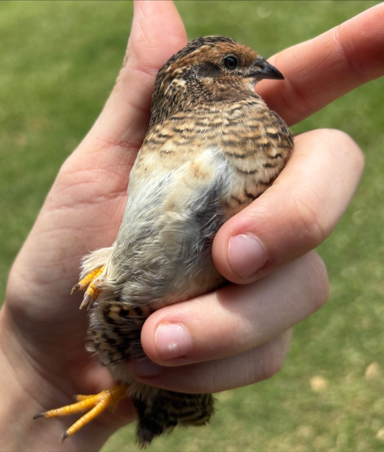 12 Exotic Button Quail Hatching Eggs Chinese Painted SPECIAL RARE ~ TPB Farms 🦚