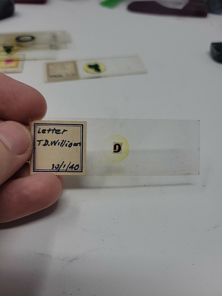 Vintage Microscope Slide 1940