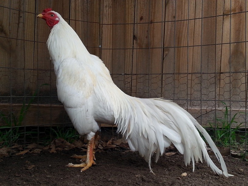 12 ASSORTED WAHL ASIL EGGS