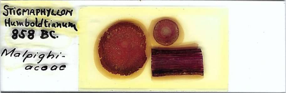 Stigmaphyllon humbodltianum Microscope Slide
