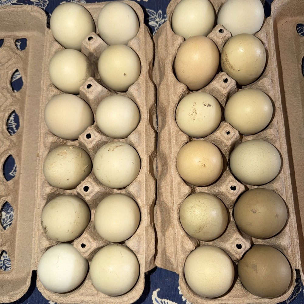 12 Rainbow Hatching Eggs Easter Egger Olive Egger Rainbow Eggs