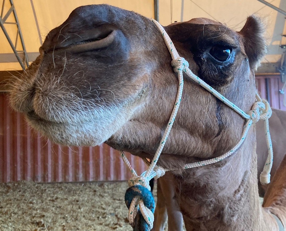 Camel Rope Halter, size Average Camel🐪, Strong Rope