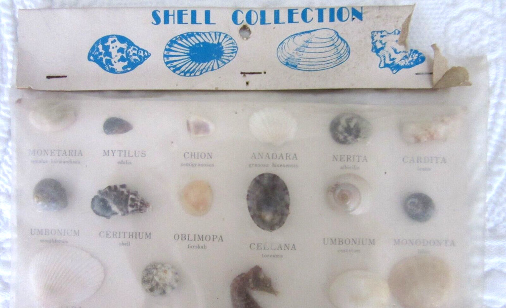 VINTAGE MARSCO SHELL COLLECTION ~ JAPAN