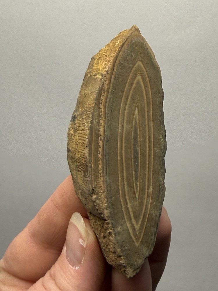 Stromatolite Fossil Slice | Ancient Microbial Reef Structure | Saf Saf, Morocco