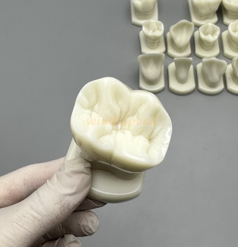 Dental Teeth Form Models OrthodonticTypodont Model For Lab Teaching Tooth Study