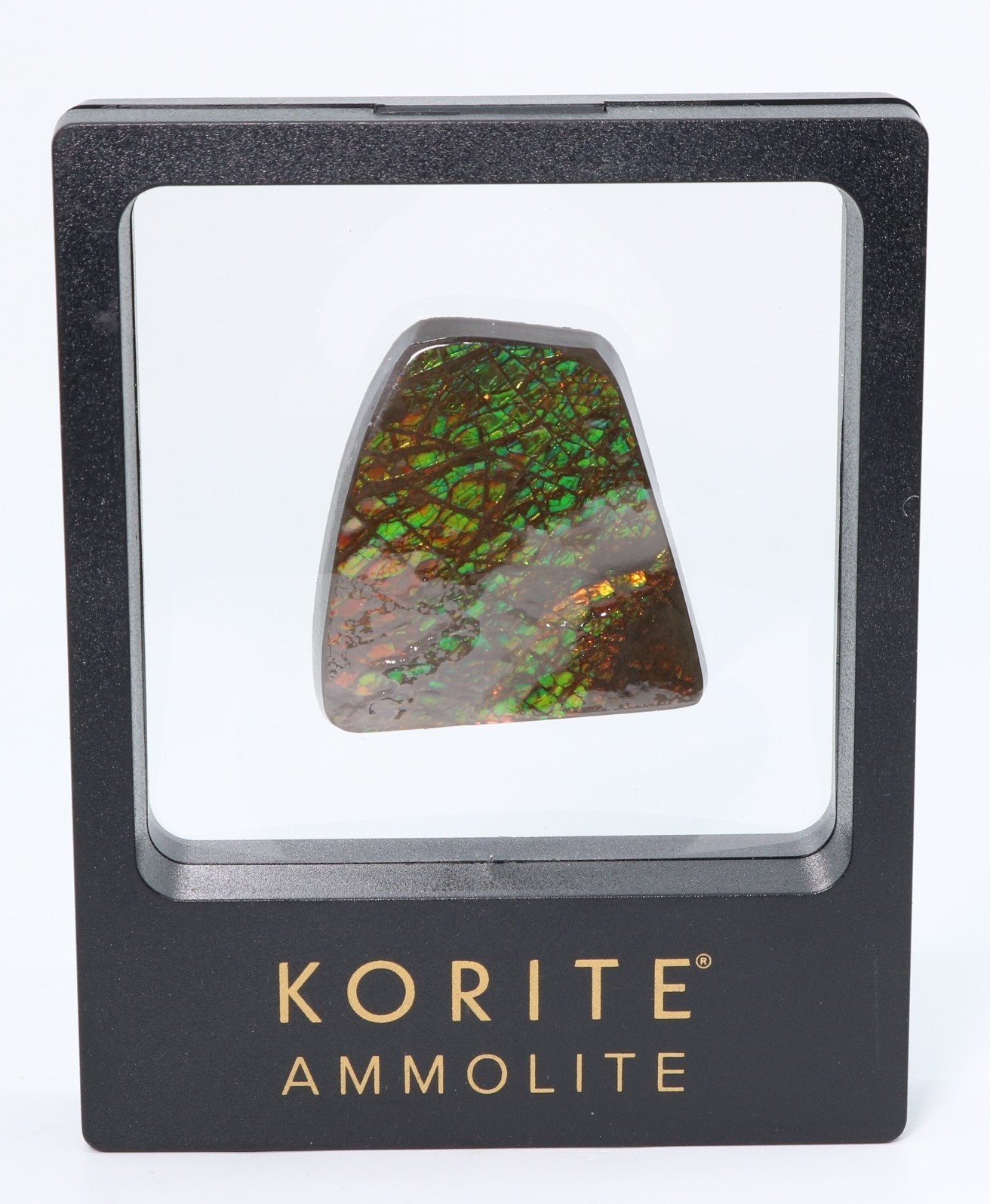 Korite Ammolite Fossil Ammonite 1.99" 50.5mm Bearpaw Fm. Alberta Canada COA 7323