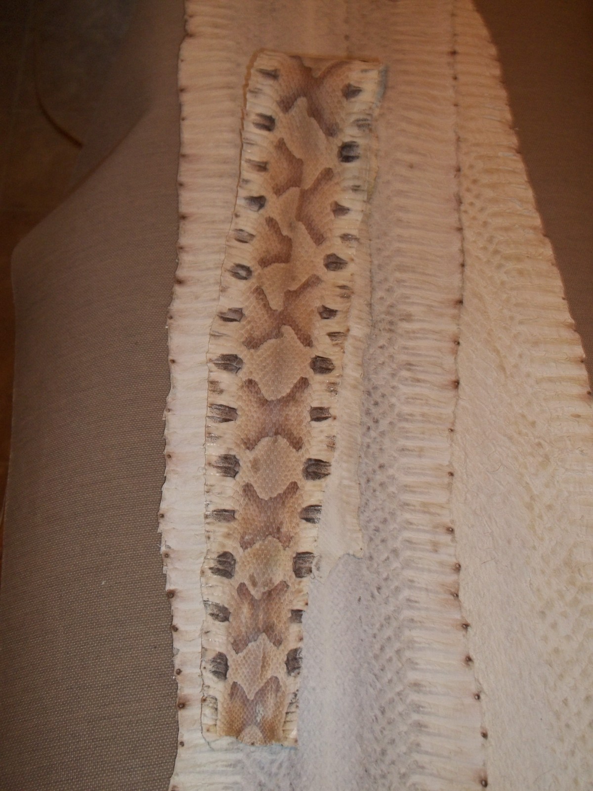 Tanned Copperhead skin 2-1/2" X 24-1/2" "Agkistrodon contortrix"