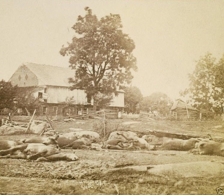 9th Massachusetts Artillery Dead Horses Gettysburg New 8x10 US Civil War Photo