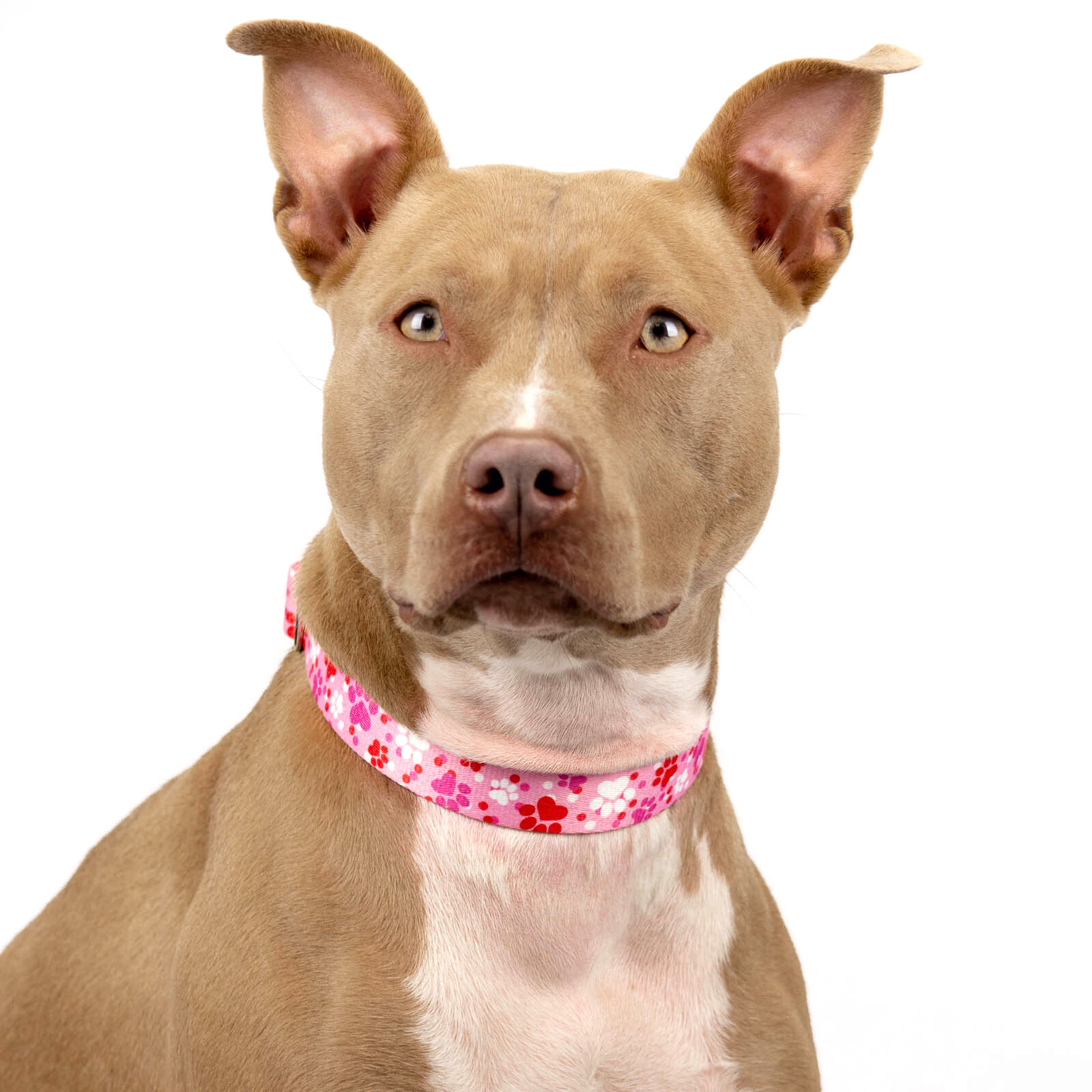 Country Brook Petz® Puppy Love Martingale Dog Collar