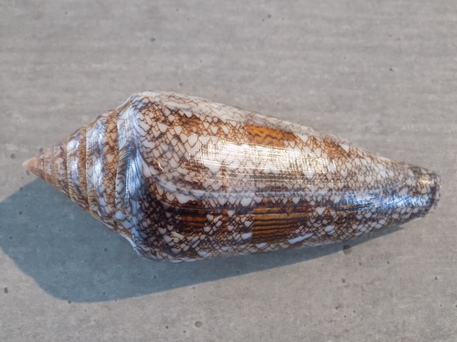 Coquillage : NEW CONIDAE CYLINDER GLORIAMARIS FELICIAE de 85.9 mm INDONESIE