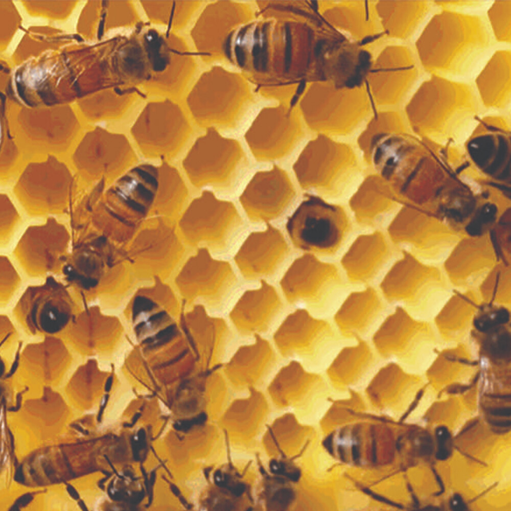 Wooden Beekeeping Beehive House Box + 7PCS Automatic Honey Bee Comb Hive Frame