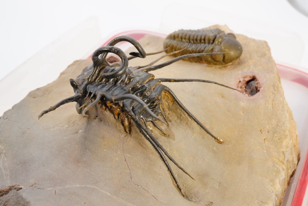 trilobite