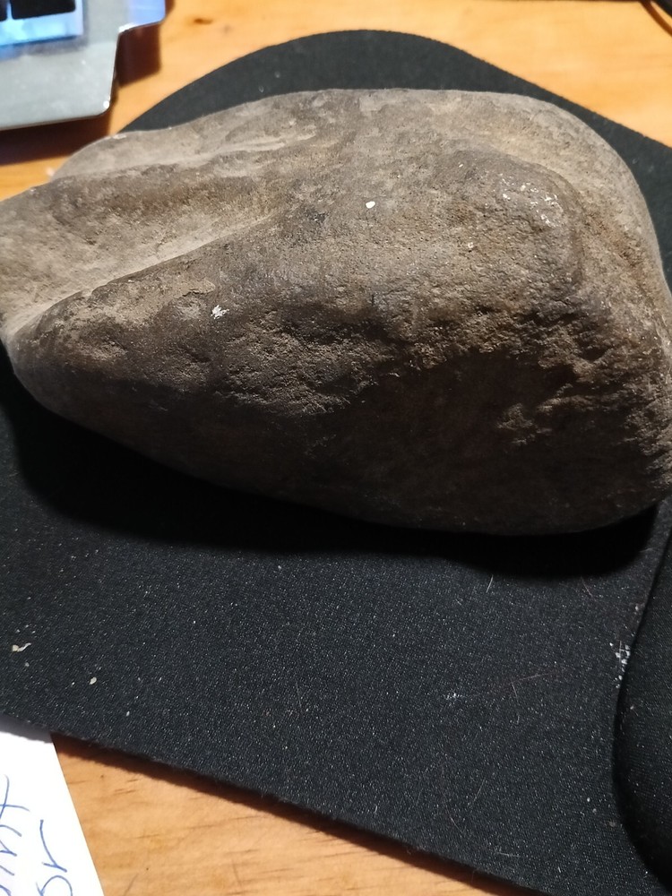 Fossilized Prehistoric Dinosaur Foot