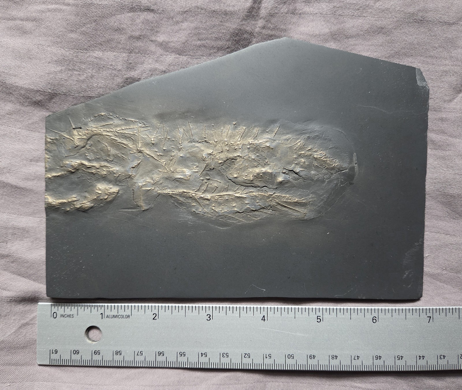 Ultra Rare Hystrigaster Horridus Starfish Fossil Devonian Bundenbach Germany