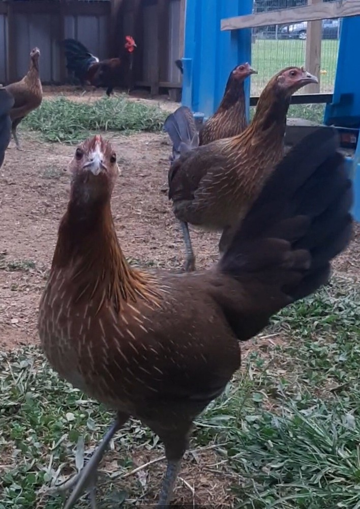 12 Chicken Hatching Eggs.