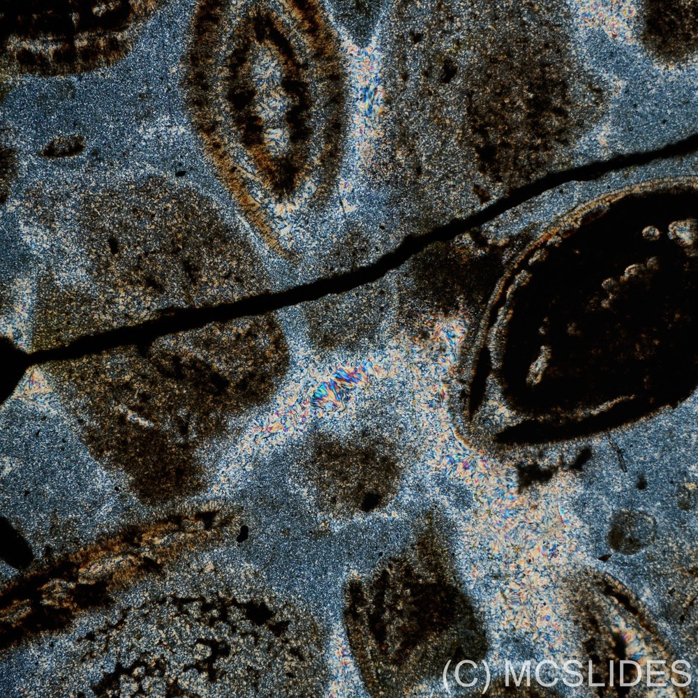 Vintage microscope slide: foraminifera sandstone thin section polarised light