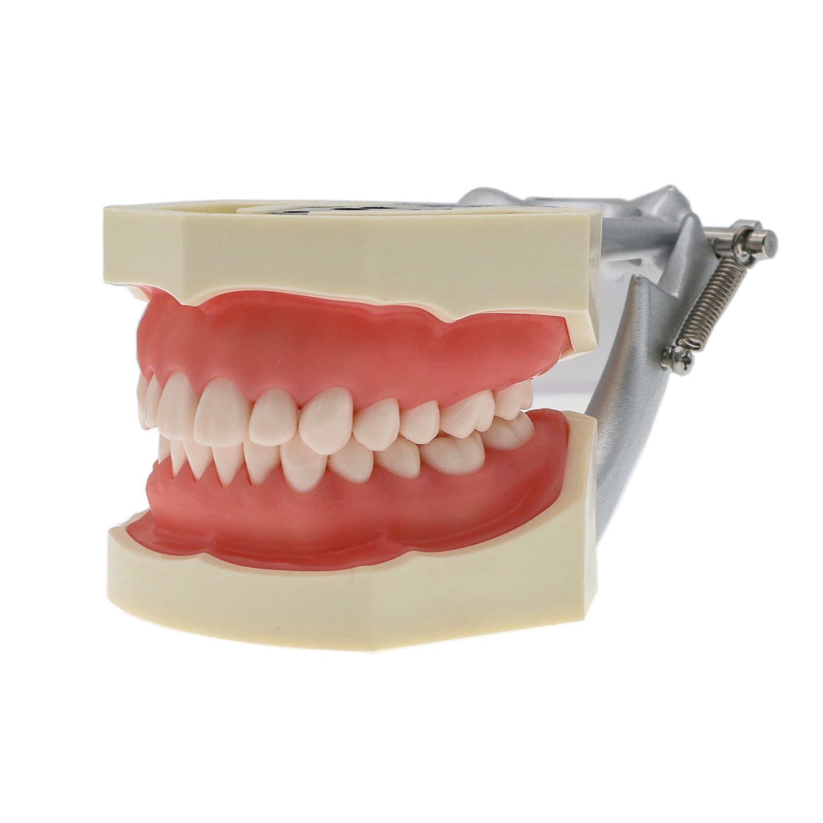US For Kilgore Nissin 200 Columbia Type Dental Typodont Model With Mounting Pole