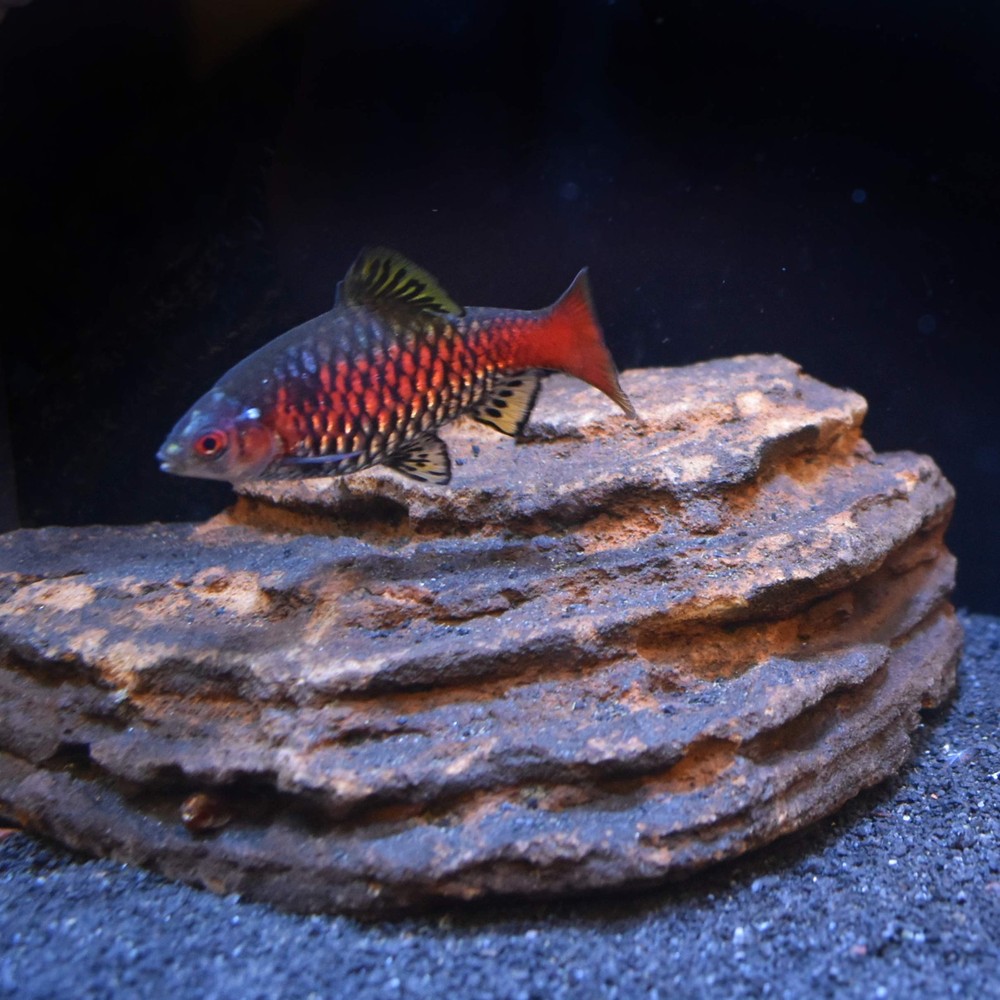 Neutral Regulator 4kg 8.8lbs