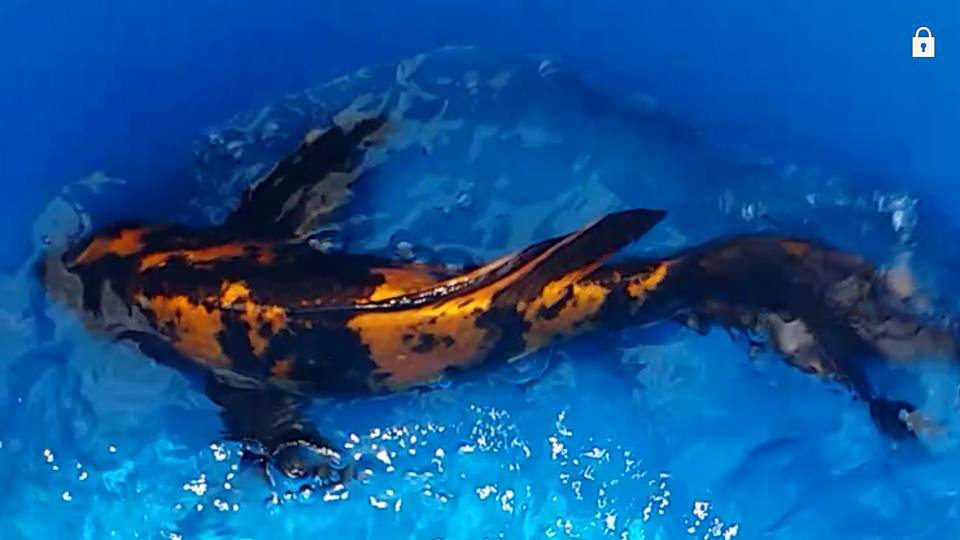 Nijikawa Growth Koi Food by EWOS! 15lb 5mm Floating Authorized eBay Dealer