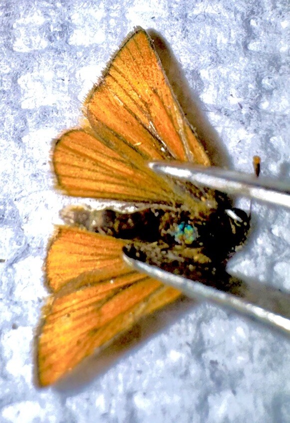 SMALLEST SKIPPER BUTTERFLY - Capaodes minima #4
