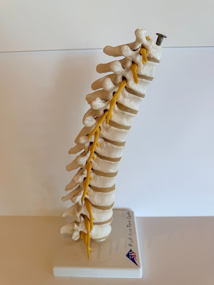 Thoracic Spine Model A73 3B Scientific