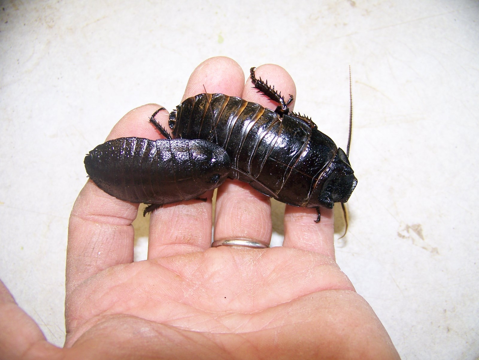10 Large pairs,Black Hissing roach,dubia alturnative,reptile,feeder,insect,bug