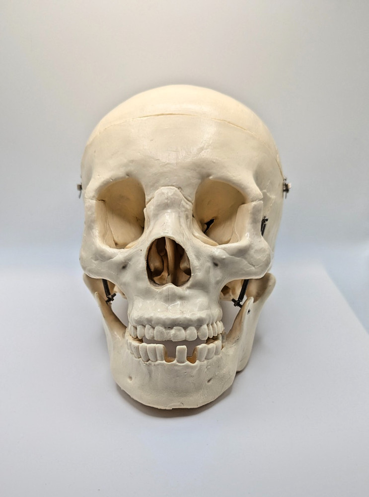 Medical Anatomical Precision Model Human Skull Antique