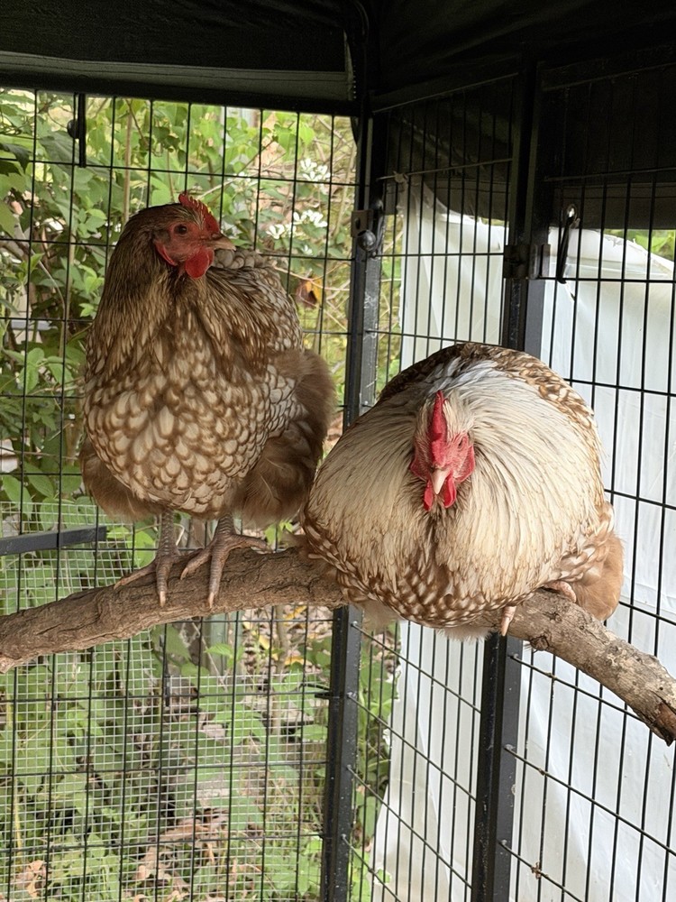 6 Chocolate Silver Laced Orpington Hatching Eggs