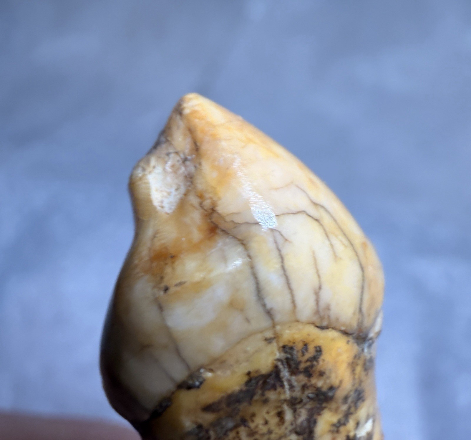 👀 Fantastic Rare Romanian Cave Bear Canine Tooth Fossil, Ursus Spelaeus ✨🔥