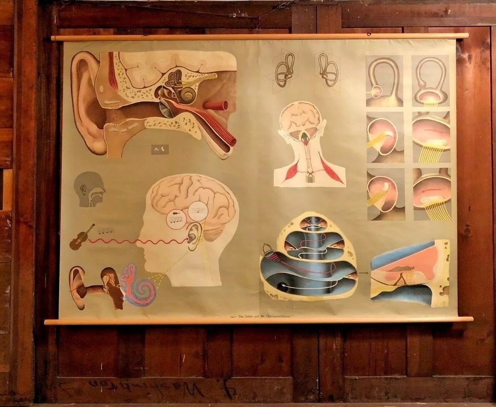Vintage EAR German Educational Pull Down Chart by Hagemann / Denoyer Geppert Co