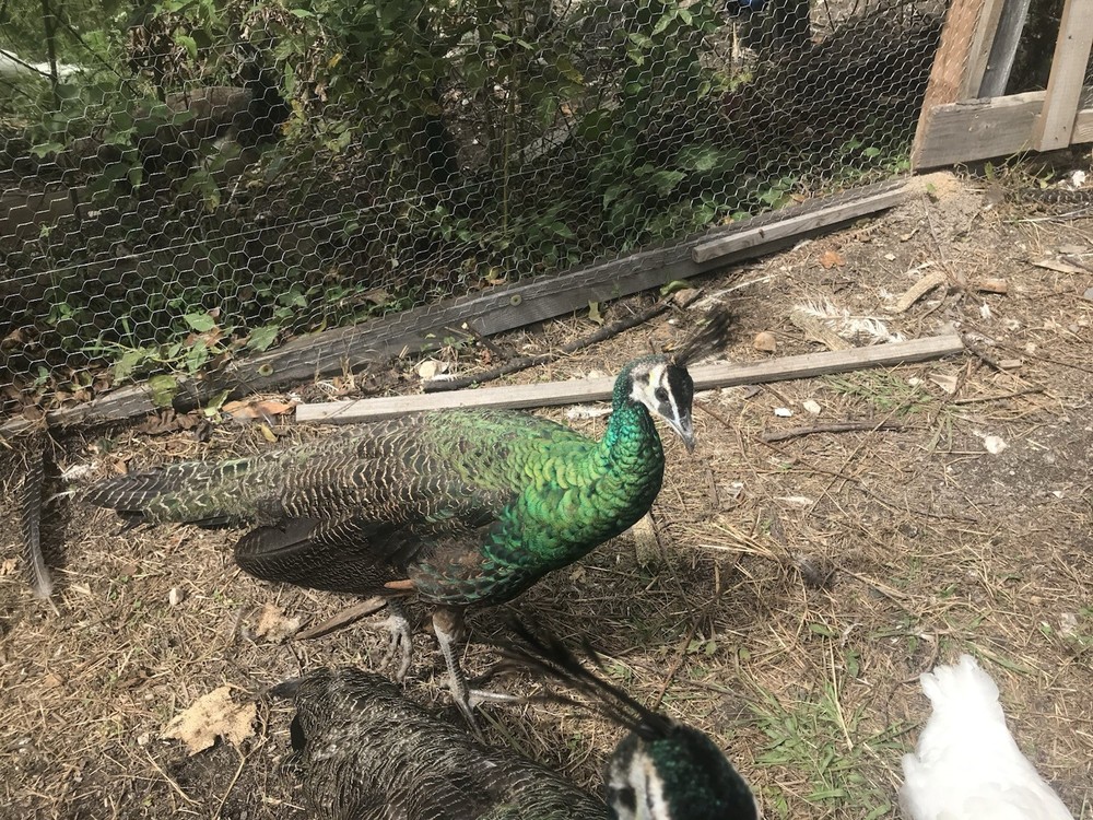 3 Java Green Purple Spaulding hatching eggs.
