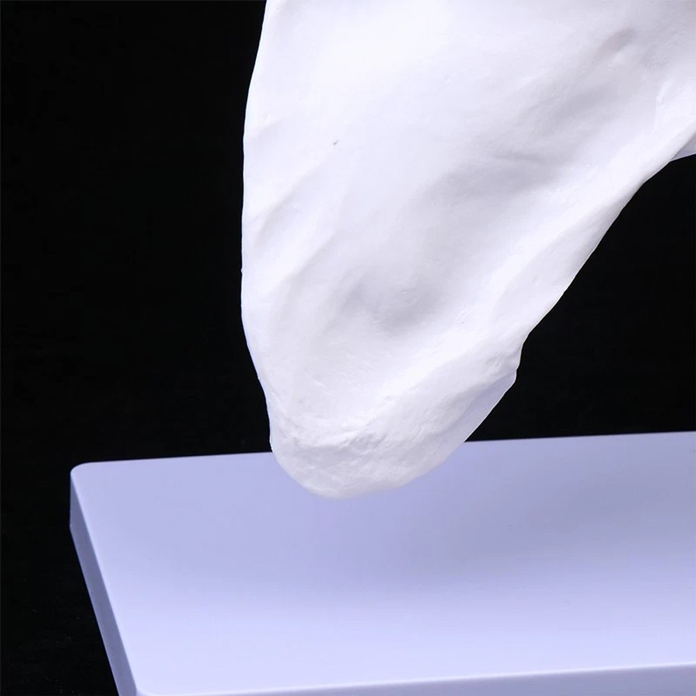 Shoulder Joint Model With Ligament Human Skeleton Bone Model Teaching Model