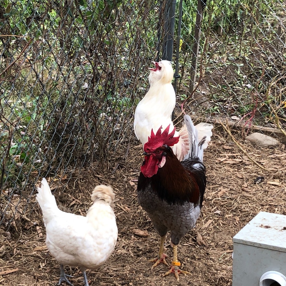 18 Fertile Chicken Hatching Eggs Barnyard Mix/Crested/Easter/Rare Breed Possible