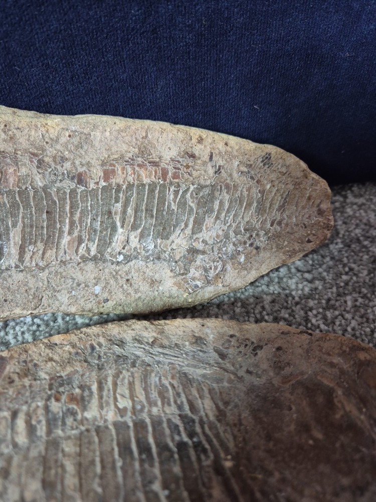 Vinctifer Comptoni Fossil Fish 2 halves