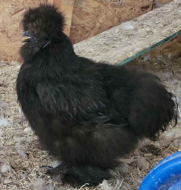 (6) Show Quality Silkie Bearded & Crested Fertile Hatching Eggs, Shipped in Foam