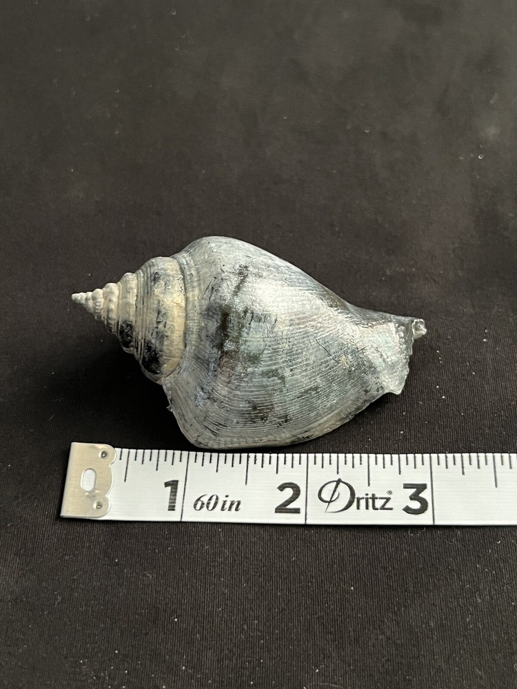 RARE Fossilized FIGHTING CONCH Shell From Central Florida.