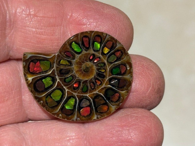 SPECTACULAR RARE,AMMOLITE(CANADA) INLAY IN FOSSIL AMMONITE(MADAGASCAR)SEE VIDEO!