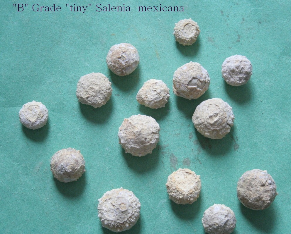12  Salenia mexican echinoids from Texas tiny to small size study quality