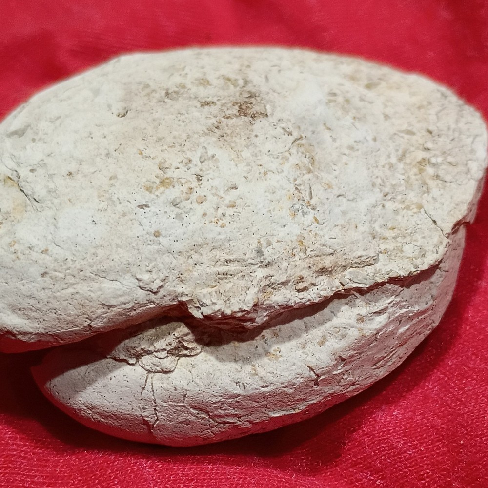 Pelecypod Clam Fossil