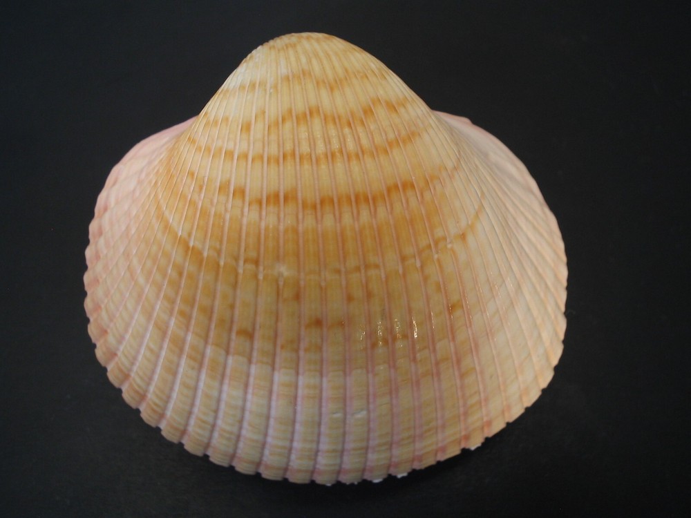 WoW Form...PLAGIOCARDIUM PSEUDOLIMA~72.1mm~Kenya SEASHELL