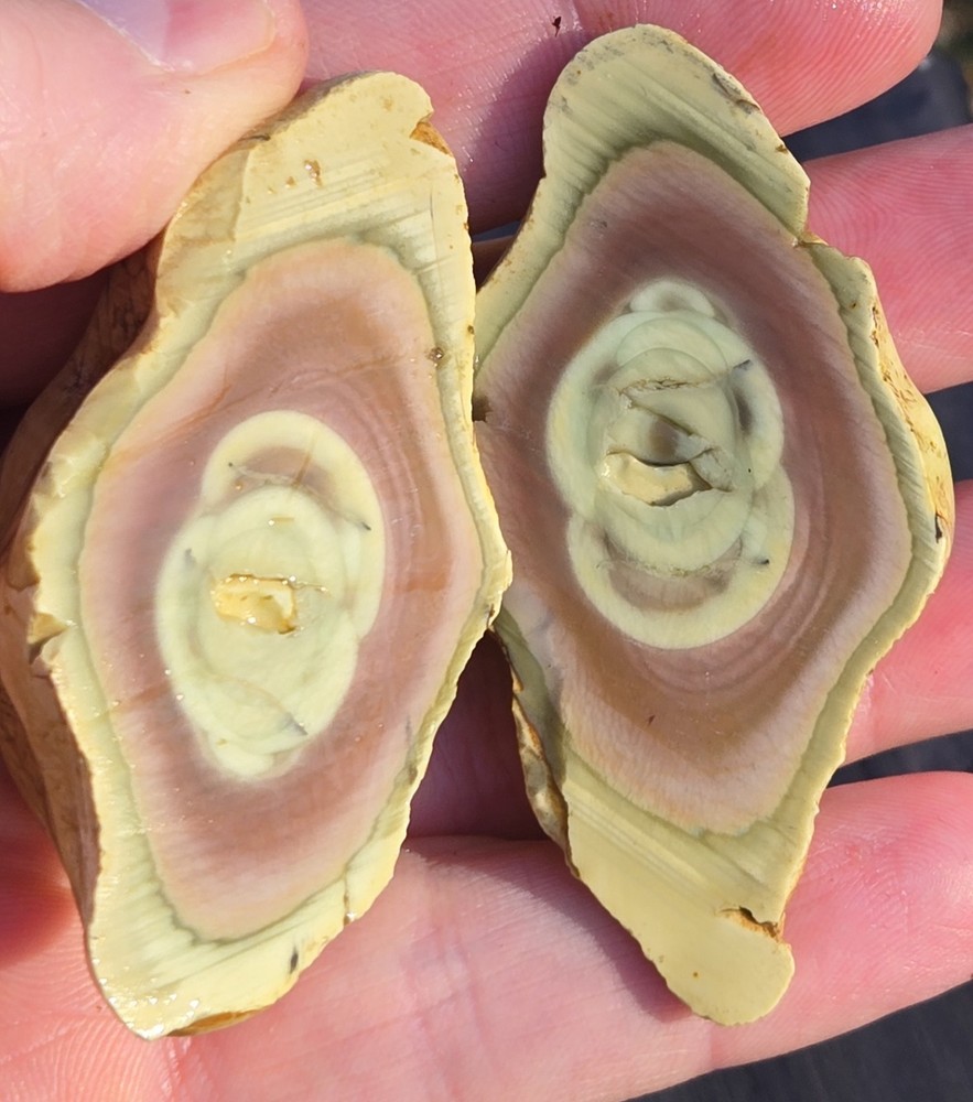 Royal Imperial Jasper Nodule Cut In Half Beautiful Egg Circle Pattern Rough