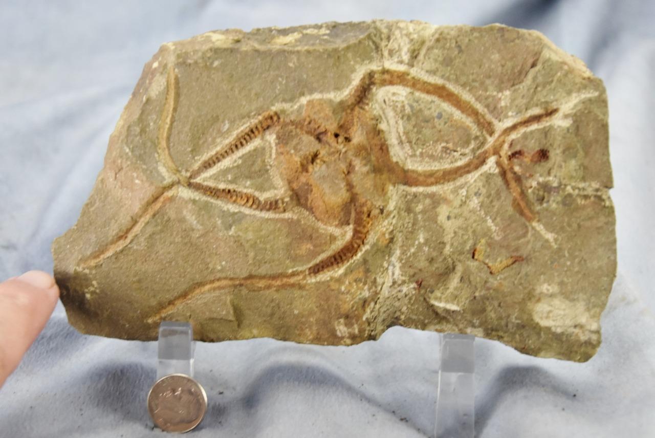 Brittle Star Starfish 450myo FOSSIL 274mm GEOCOMA CORINATA 6.5" 165mm 5019bb