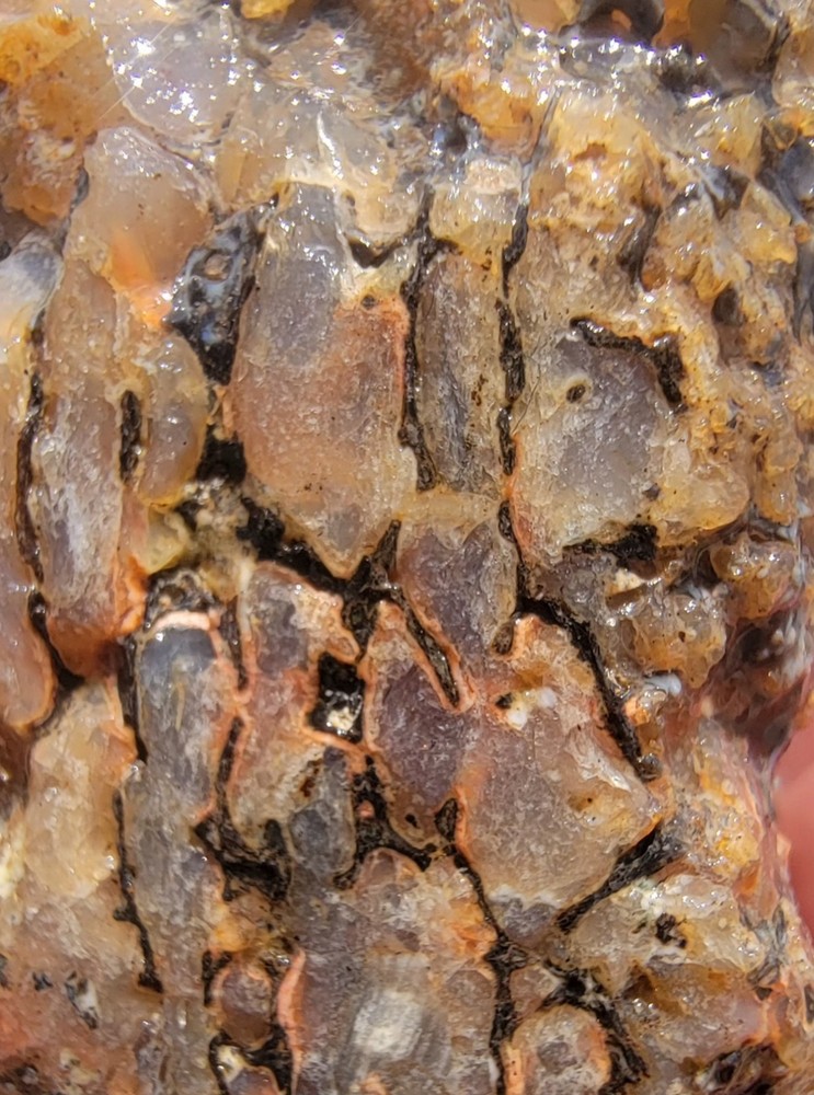 3.06lbs Small Medium agotized Dino Bone Reds