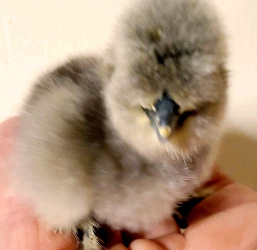Silkie Hatching Eggs 8