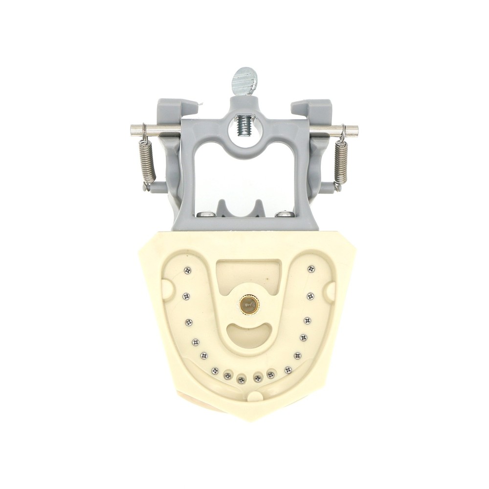 US Columbia Dentoform 860 Type Dental Typodont 32Pcs Teeth Model & Mounting Pole