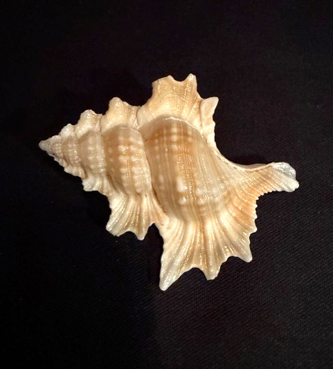 Biplex Perca   48.9mm Murex shell  Indo-Pacific  Collector specimen