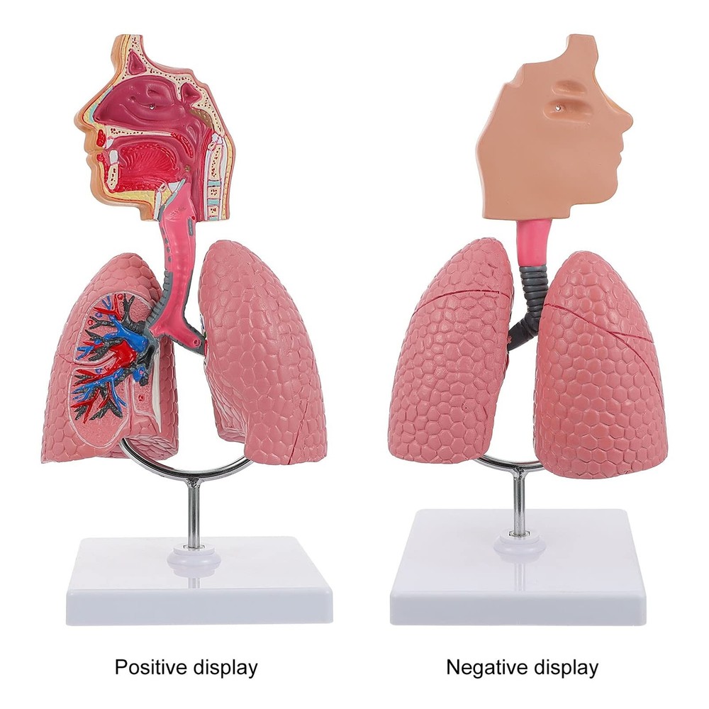 4D Model, Teaching Respiratory Lung Model with Head and Lungs, Hands-On 3D Mo...