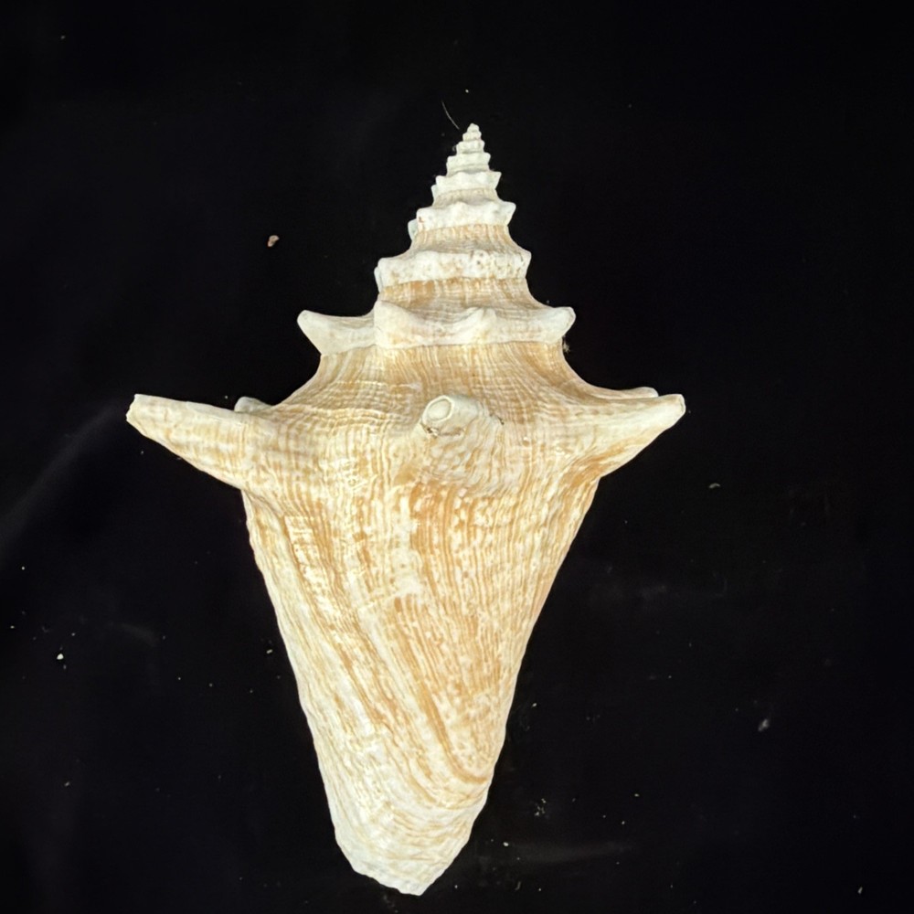 Queen Conch Shell 176.6mm No Collection Data (A666)