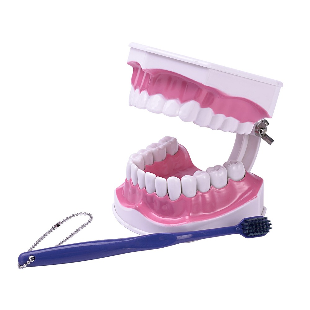 Dental Typodont Demonstration Model Removable 28 Teeth 2 Time Large Study Model