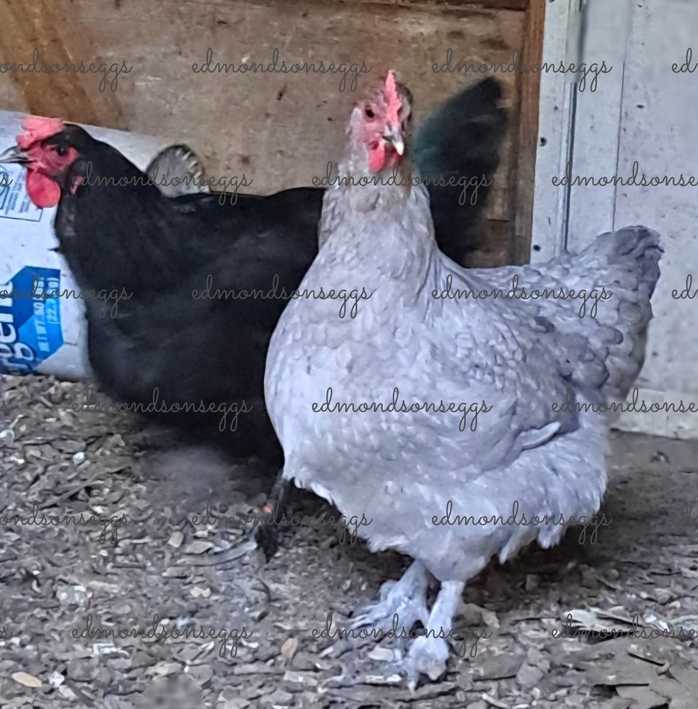 12 Colorful Hatching EGGS.multi Gen Olive EGGER Easter Egger Free Ranging Mix